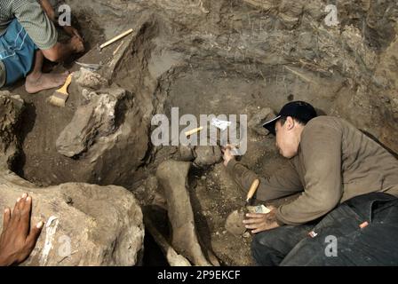 Un paleontologo sta lavorando con gli abitanti del villaggio sullo scavo di ossa fossilizzate di una specie di elefante estinto scientificamente identificata come Elephas hysudrindicus, o popolarmente chiamata 'elefante di Blora', in Sunggun, Mendalem, Kradenan, Blora, Giava centrale, Indonesia. Il team di scienziati provenienti dalla ricerca sui vertebrati (Agenzia Geologica, Ministero indonesiano dell'energia e delle risorse minerali) guidato da Iwan Kurniawan e Fachroel Aziz ha scoperto quasi interamente le ossa della specie (circa il 90% completo) che in seguito avrebbe permesso loro di costruire una ricostruzione scientifica, che è esposta a Geologia... Foto Stock