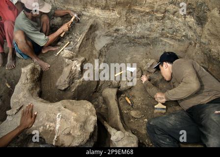 Un paleontologo sta lavorando con gli abitanti del villaggio sullo scavo di ossa fossilizzate di una specie di elefante estinto scientificamente identificata come Elephas hysudrindicus, o popolarmente chiamata 'elefante di Blora', in Sunggun, Mendalem, Kradenan, Blora, Giava centrale, Indonesia. Il team di scienziati provenienti dalla ricerca sui vertebrati (Agenzia Geologica, Ministero indonesiano dell'energia e delle risorse minerali) guidato da Iwan Kurniawan e Fachroel Aziz ha scoperto quasi interamente le ossa della specie (circa il 90% completo) che in seguito avrebbe permesso loro di costruire una ricostruzione scientifica, che è esposta a Geologia... Foto Stock