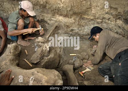 Un paleontologo sta lavorando con gli abitanti del villaggio sullo scavo di ossa fossilizzate di una specie di elefante estinto scientificamente identificata come Elephas hysudrindicus, o popolarmente chiamata 'elefante di Blora', in Sunggun, Mendalem, Kradenan, Blora, Giava centrale, Indonesia. Il team di scienziati provenienti dalla ricerca sui vertebrati (Agenzia Geologica, Ministero indonesiano dell'energia e delle risorse minerali) guidato da Iwan Kurniawan e Fachroel Aziz ha scoperto quasi interamente le ossa della specie (circa il 90% completo) che in seguito avrebbe permesso loro di costruire una ricostruzione scientifica, che è esposta a Geologia... Foto Stock