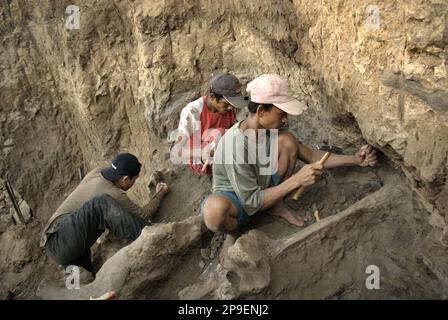 Un paleontologo sta lavorando con gli abitanti del villaggio sullo scavo di ossa fossilizzate di una specie di elefante estinto scientificamente identificata come Elephas hysudrindicus, o popolarmente chiamata 'elefante di Blora', in Sunggun, Mendalem, Kradenan, Blora, Giava centrale, Indonesia. Il team di scienziati dalla ricerca di vertebrati (Agenzia Geologica, Ministero indonesiano dell'energia e delle risorse minerali) guidato da Iwan Kurniawan e Fachroel Aziz ha scoperto le ossa della specie quasi interamente (circa il 90 per cento completo) che in seguito avrebbe permesso loro di costruire una ricostruzione scientifica, che è esposto a... Foto Stock