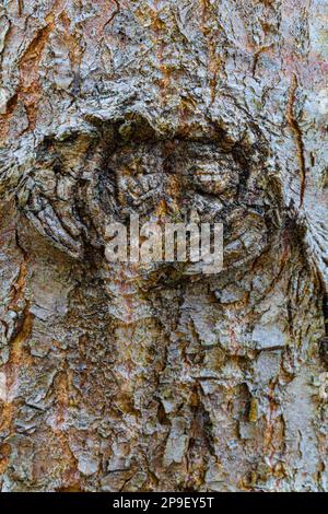 Struttura esterna di corteccia dell'albero con una caratteristica facciale grossolana Foto Stock