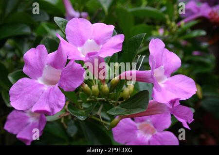 PRIMO PIANO DEI FIORI DI COLORE LILLA CON CENTRI BIANCHI DELLA VITE MANDEVILLA COMUNEMENTE NOTA COME ROCKTRUMPET IN PIENO FIORE. AUSTRALIA. Foto Stock