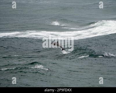 Delfino a tursiope tuffandosi attraverso la parte posteriore di un onde che aveva surfed, Australia Foto Stock