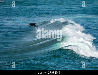 Delfino a tursiope tuffandosi attraverso la parte posteriore di un onde che aveva surfed, Australia Foto Stock