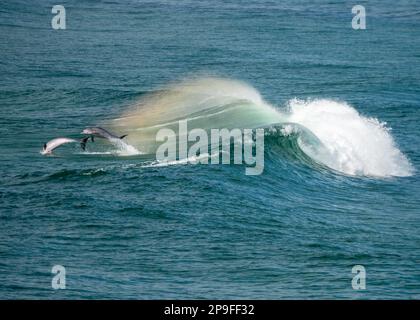 I delfini tursiopi saltano, giocano e si tuffano attraverso un arcobaleno di spruzzi di mare dal retro di un'onda che avevano surfiato, Australia Foto Stock