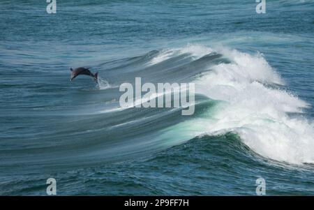 Backflip, Bottlenose Dolphin diving, back flipping attraverso le onde che aveva surfiato, Australia Foto Stock