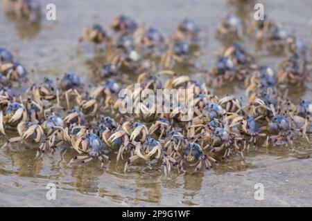 Soldier Crabs (Cracticus nigrogularis) nutrirsi sul bordo dell'acqua in un torrente di marea.Legs Elliott Heads Queensland Australia Foto Stock