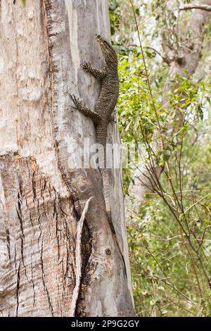Lace Monitor (Varanus varius) arrampicandosi su un albero gengivale. Bundaberg Queensland Australia Foto Stock