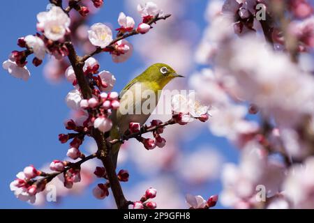 Yamato, Giappone. 11th Mar, 2023. Un uccello giapponese dall'occhio bianco che si nutre dei primi fiori di ciliegia in uno Yamato. Sakura o la stagione della fioritura dei ciliegi dovrebbe arrivare prima del solito quest'anno a causa di un inverno più caldo. La fioritura dei ciliegi o 'Sakura' è un'ossessione nazionale in Giappone ogni primavera. L'arrivo e l'avanzamento delle esposizioni di speculator dei petali rosa nei parchi e nei giardini attraverso il Giappone è segnalato sulle notizie e la gente attende con ansia di godere le feste di hanami sotto gli alberi di ciliegio. Credit: SOPA Images Limited/Alamy Live News Foto Stock