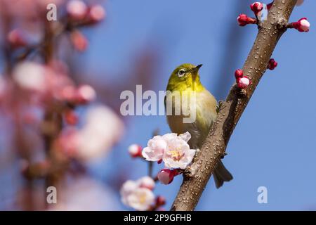 Yamato, Giappone. 11th Mar, 2023. Un uccello giapponese dall'occhio bianco che si nutre dei primi fiori di ciliegia in uno Yamato. Sakura o la stagione della fioritura dei ciliegi dovrebbe arrivare prima del solito quest'anno a causa di un inverno più caldo. La fioritura dei ciliegi o 'Sakura' è un'ossessione nazionale in Giappone ogni primavera. L'arrivo e l'avanzamento delle esposizioni di speculator dei petali rosa nei parchi e nei giardini attraverso il Giappone è segnalato sulle notizie e la gente attende con ansia di godere le feste di hanami sotto gli alberi di ciliegio. Credit: SOPA Images Limited/Alamy Live News Foto Stock