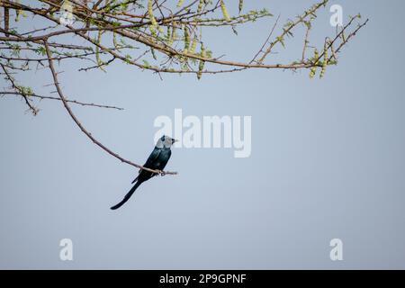 Un Drongo nero seduto su un ramo di un albero al Bhigwan Bird Sanctuary in India Foto Stock