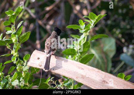 Un bulbul rosso-ventilato seduto su un ramo di un albero al Bhigwan Bird Sanctuary in India Foto Stock