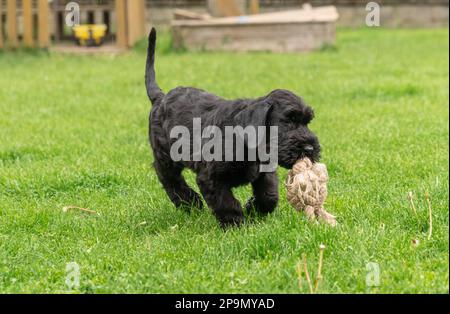 Il giovane cane di Riesenschnauzer nero o gigante Schnauzer sta giocando con la corda sull'erba nel cortile. Giorno piovoso Foto Stock