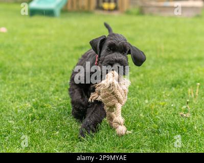 Il giovane cane di Riesenschnauzer nero o gigante Schnauzer sta giocando con la corda sull'erba nel cortile. Giorno piovoso Foto Stock