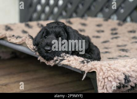 Il giovane cane nero Riesenschnauzer o gigante Schnauzer è sdraiato sul carperino nel cortile. Foto Stock