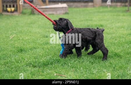 Il giovane cane di Riesenschnauzer nero o gigante Schnauzer sta giocando con la corda sull'erba nel cortile. Giorno piovoso. Foto Stock