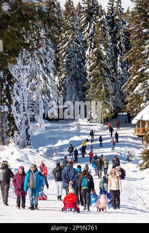 Persone, visitatori e sciatori, godendo la soleggiata giornata invernale al rifugio Aleko sul monte Vitosha sopra Sofia, Bulgaria, Europa orientale, Balcani, UE Foto Stock