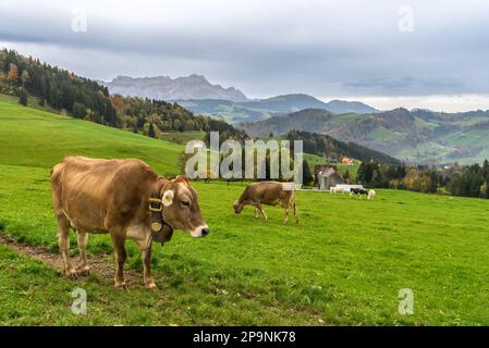 Mucche brune che pascolano su un pascolo nelle alpi svizzere, vista sulle montagne dell'Alpstein con la cima del Saentis, Canton Appenzell Innerrhoden, Svizzera Foto Stock