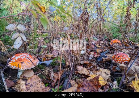 Funghi. Agarici mosca nella foresta autunnale. Un gruppo di funghi Foto Stock