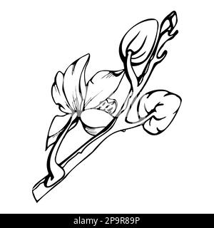 Inchiostro vettoriale a mano fiori orchidee, steli, foglie, monocromatico, contorno dettagliato. Composizione con rami. Isolato su sfondo bianco. Progettazione per Illustrazione Vettoriale