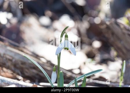 solitaria nevicata fiorisce nella foresta Foto Stock