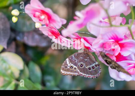 Blue Morpho Butterfly (morfo) su un fiore di orchidee. Foto Stock