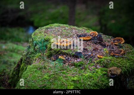 Tronco di albero nella foresta, coperto di muschio e funghi, Waldviertel, Austria Foto Stock