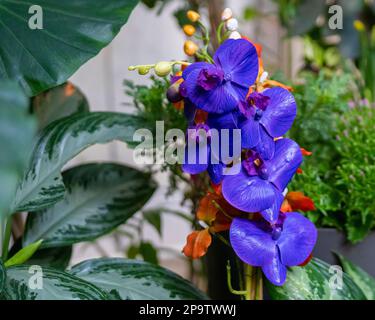 I fiori di phalaenopsis blu e viola fioriscono nel giardino d'inverno. Foto Stock