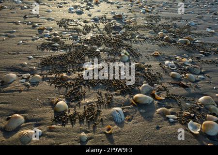 Conchiglie e modelli realizzati da granchi soldato su Shelly Beach, Torquay, Hervey Bay, Queensland, QLD, Australia Foto Stock