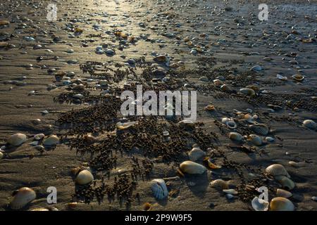 Conchiglie e modelli realizzati da granchi soldato su Shelly Beach, Torquay, Hervey Bay, Queensland, QLD, Australia Foto Stock