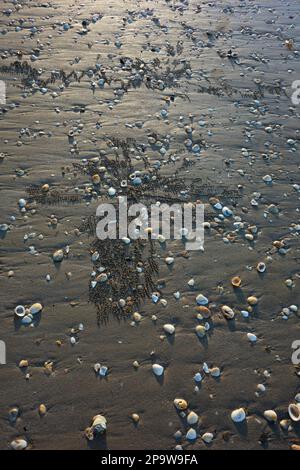 Conchiglie e modelli realizzati da granchi soldato su Shelly Beach, Torquay, Hervey Bay, Queensland, QLD, Australia Foto Stock