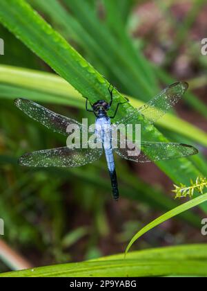 Un maschio blu brillante Blacktail orientale Dragonfly, Nesciothemis Farinosa, coperto di gocce di rugiada al mattino presto, a Magoebaskloof, Sudafrica Foto Stock