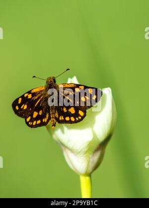 Una piccola farfalla chiamata un silfo punteggiato d'oro, Metisella Metis, arroccata con le sue ali sparse su un delicato germoglio di fiori bianchi Foto Stock