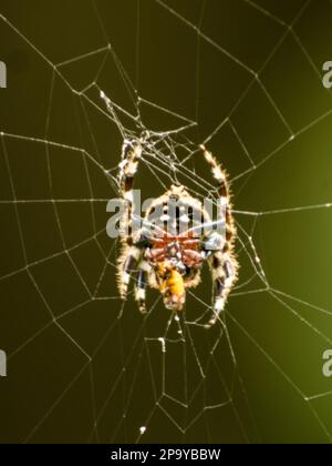 Vista dal basso di un ragno di corteccia comune femminile, Caerostris sexcuspidata, nella sua rete in una piantagione in Sudafrica Foto Stock