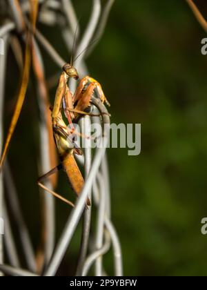 Una preghiera africana di colore marrone, Mantis, Miomantis caffra, su una recinzione collegata in acciaio, in una delle piantagioni di Magoebaskloof, Sudafrica Foto Stock