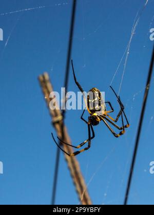 Una femmina Orb Spider, Nophila Sengalesis , contro un cielo azzurro, nella campagna Free state Sudafrica Foto Stock