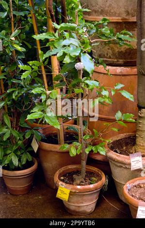 nux vomica, legno di serpente, albero di strichnine (Strychnos nux-vomica). strichinina, pianta velenosa molto tossica Foto Stock