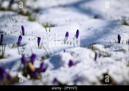 Amburgo, Germania. 11th Mar, 2023. I croci si trovano su un prato innevato. Credit: Jonas Walzberg/dpa/Alamy Live News Foto Stock