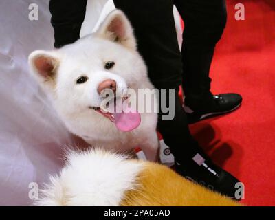 CRUFTS 2023 Birmingham Regno Unito Foto Stock