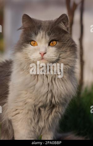 Ritratto di gatto curioso viso godendo la natura. Vista ravvicinata del gatto con occhi bellissimi. Foto Stock