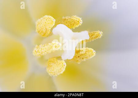 Macro Fotografia dell'interno di un tulipano bianco Foto Stock