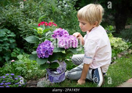 ragazzo dai capelli leali di 6 anni siede sull'erba nel giardino con bellissimi fiori di ortensia viola in un vaso. il bambino guarda il fiore con Foto Stock
