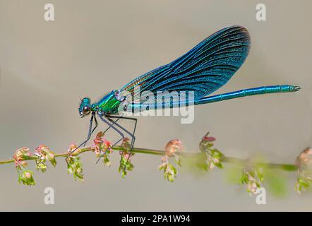 Un maschio ha bandito demoiselle su una pianta Foto Stock