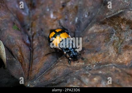 Gravedigger a corna nera (Nicrophorus vespilloides), seduto a foglia sul pavimento della foresta, Velbert, Renania settentrionale-Vestfalia, Germania Foto Stock