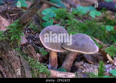 Funghi in foresta mista, Baviera, Germania Foto Stock