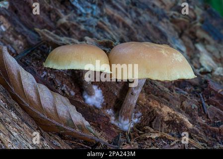 Funghi in foresta mista, Baviera, Germania Foto Stock