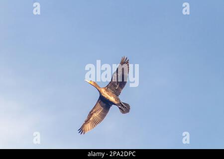 Cormorano che vola nel cielo blu. Il grande cormorano, Phalacrocorax carbo Foto Stock