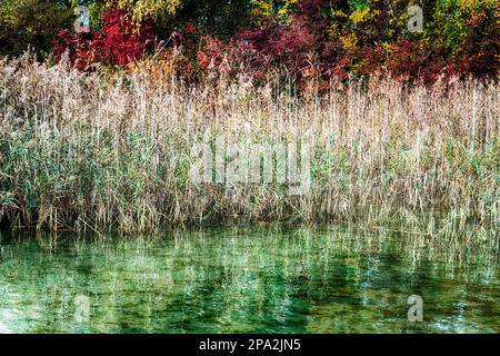 Erba paludosa dorata con lago idilliaco e boschi di colore autunnale dietro sul lago di Zurigo in Svizzera a fine autunno Foto Stock