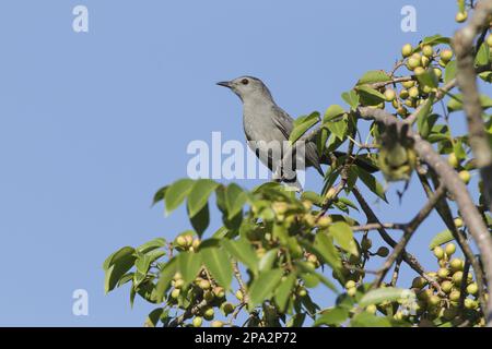 Catbird grigio (Dumetella carolinensis) adulto, arroccato su ramoscello in frutteto, penisola dello Yucatan, Messico Foto Stock