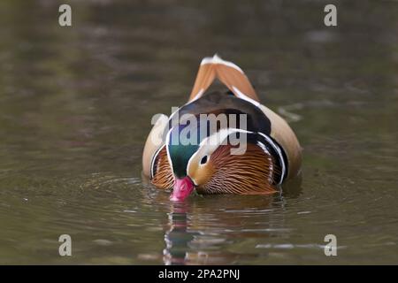 Anatra mandarina (Aix galericulata) introdotta specie, adulti maschi, nuoto, alimentazione da dabbling, Riserva Naturale Pensthorpe, Norfolk, Inghilterra, Unito Foto Stock